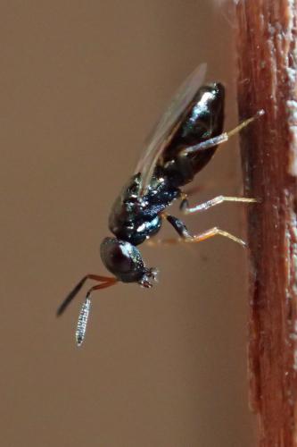 Pteromalinae